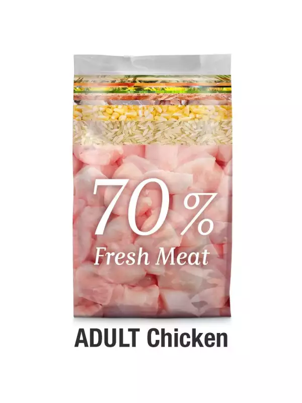 1platinum-adult-chicken-kureci