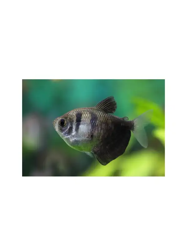 TETRA ČERNÁ - Gymnocorymbus ternetzi