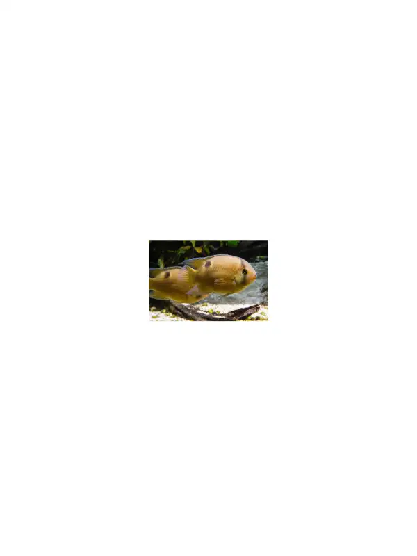 Akara hnědá - Cleithracara maronii