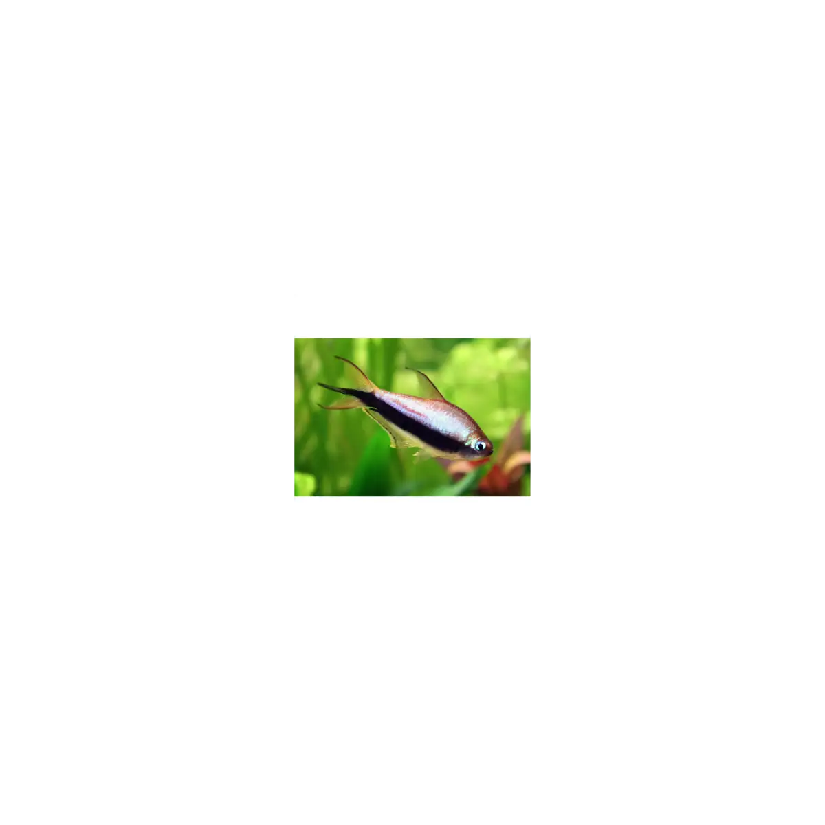 tetra-cisarska-nematobrycon-palmeri