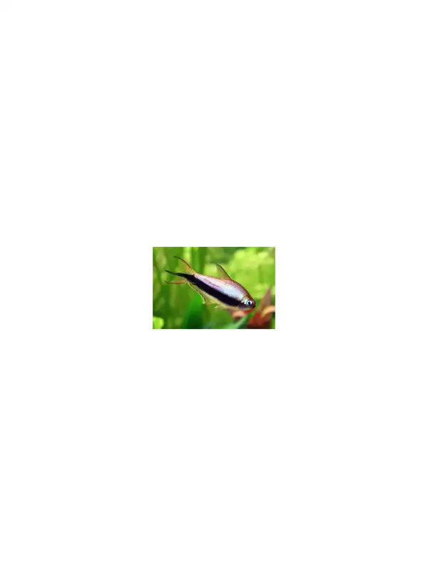 Tetra císařská - Nematobrycon palmeri
