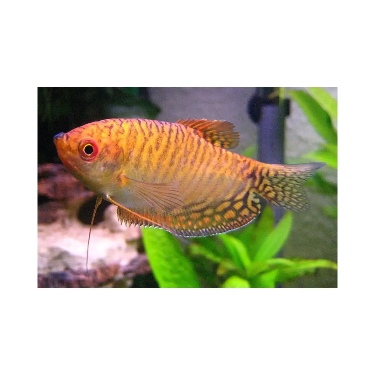 cichavec-zlaty-trichopodus-trichopterus-gold-