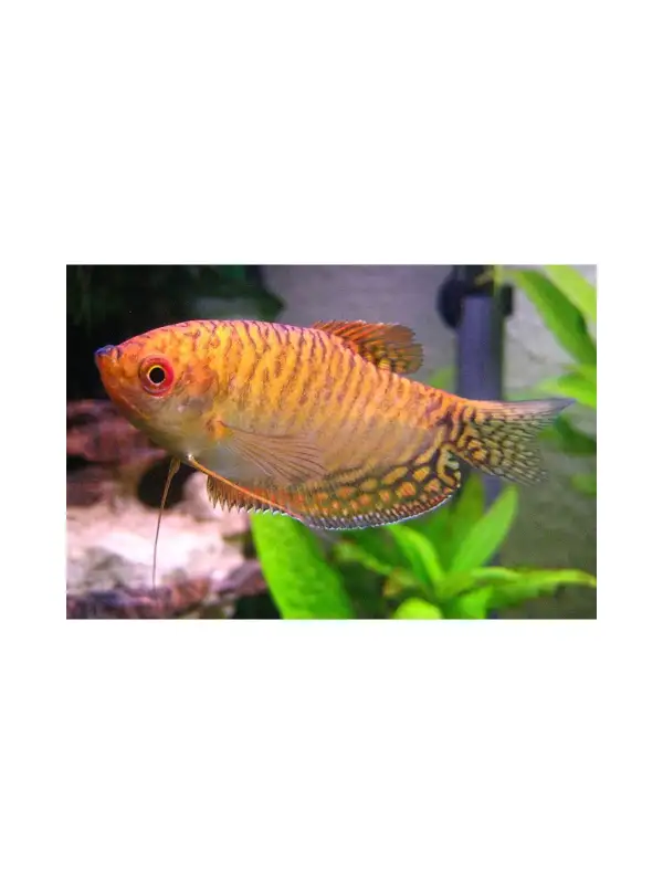 Čichavec zlatý - Trichopodus trichopterus 'Gold'