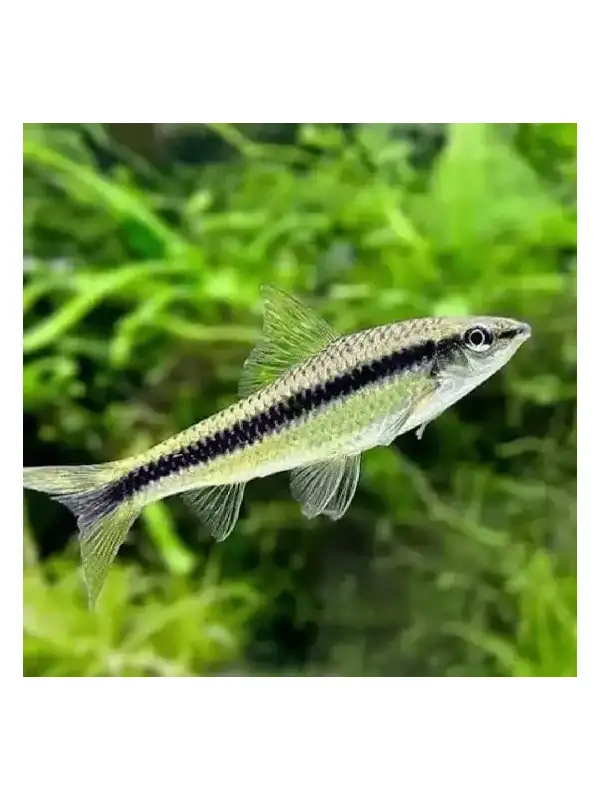 Parmička černopruhá - Crossocheilus siamensis