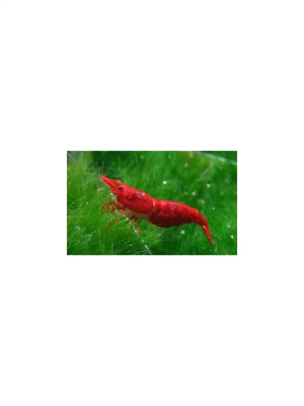 Krevetka červená - Neocaridina davidi - Red Cherry