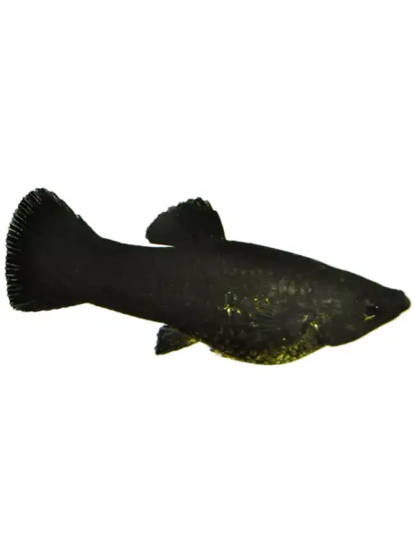 Živorodka ostrotlamá Black Molly - Poecilia sphenops black molly