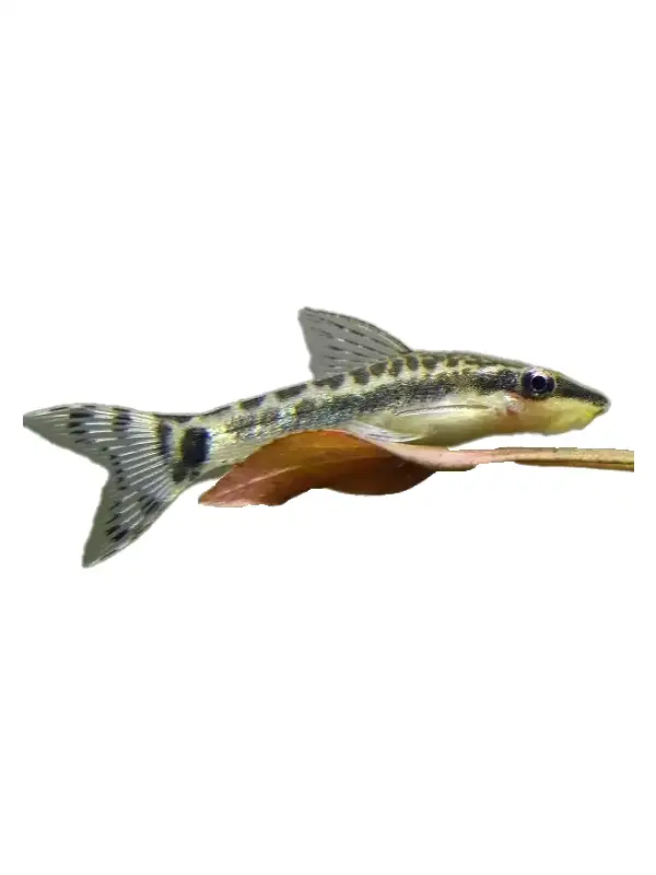 Krunýřovec jednopruhý - Otocinclus affinis